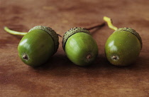 Oak, Acorn, Quercus robur.