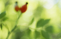 Rosehip, Rosa canina.