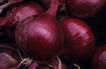Onion, Red onion, Allium cepa.
