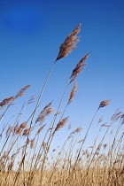 Reeds, Sedge, Phragmites australis.