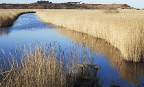 Reeds, Sedge, Phragmites australis.