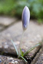 Crocus, Crocus vernus.