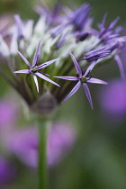 Allium, Allium cristophii.