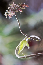 Echeveria.