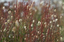 Quakinggrass, Briza media.