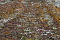 Stonecrop, white, Sedum album.