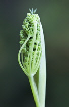 Fennel, Foeniculum vulgare.