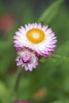 Everlastingflower, Bracteantha bracteata.