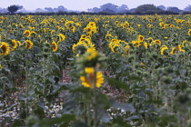 Sunflower, Helianthus annuus.