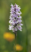 Orchid, Common spotted orchid, Dactylorhiza fuchsii.