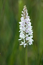 Orchid, Heath spotted orchid, Dactylorhiza maculata.