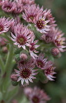 Houseleek, Sempervivum tectorum.