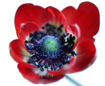 Anemone, Anemone coronaria 'De Caen'.