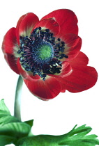 Anemone, Anemone coronaria 'De Caen'.