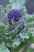Broccoli, Purple sprouting broccoli, Brassica oleracea botrytis italica.