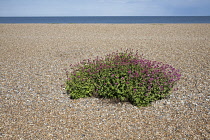 Valerian, Red valerian, Centranthus ruber.