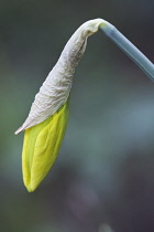 Daffodil, Narcissus.