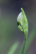 Snowflake, Summer, Leucojum aestivum.