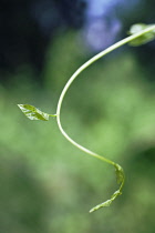 Bindweed, Convolvulus arvensis.