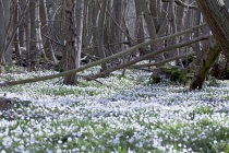 Anemone, Wood anemone, Anemone nemorosa.