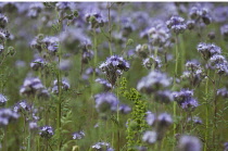 ScorpionWeed, Phacelia tanacetifolia.