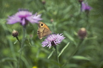 Knapweed, Centaurea nigra.