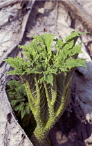 Gunnera, Gunnera manicata.