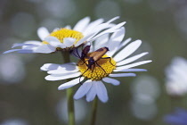 Daisy, Ox-eye daisy, Leucanthemum vulgare.