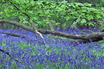 Bluebell Wood, Hyacinthoides non-scripta.