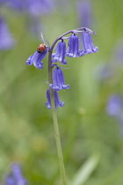 Bluebell, English bluebell, Hyacinthoides non-scripta.