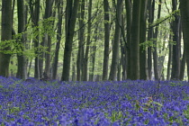 Bluebell Wood, Hyacinthoides non-scripta.