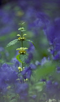 Yellowdeadnettle, Lamium gaieobdolon.