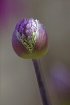 Allium.