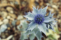 Sea Holly, Eryngium maritimum.