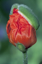 Poppy, Oriental poppy, Papaver orientale.