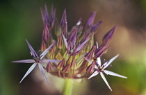 Allium, Allium cristophii.