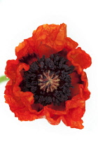 Poppy, Oriental poppy, Papaver orientale.