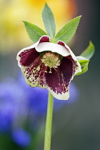 Hellebore, Helleborus hybridus.