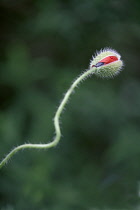 Poppy, Papaver rhoeas.