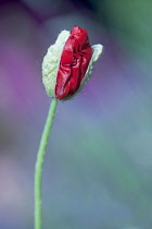 Poppy, Papaver.