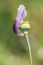 Poppy, Opium poppy, Papaver somniferum.