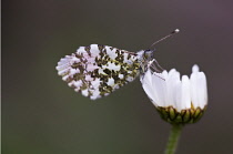 Daisy, Ox-eye daisy, Leucanthemum vulgare.