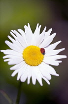 Daisy, Lawn daisy, Bellis perennis.