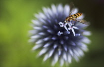 Globe Thistle, Echinops ritro.