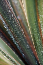 New Zealand Flax, Phormium.