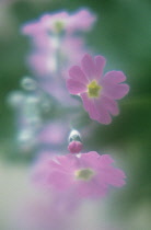 Primula, Primrose, Primula frondosa.