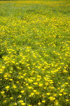 Buttercup, Creeping buttercup, Rananculus repens.