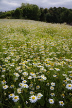 Mayweed, Scentless mayweed, Matricaria maritima.