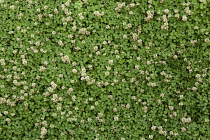 Clover, white clover, Trifolium repens.