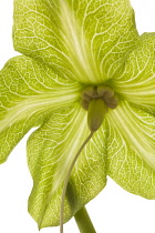 Cup and Saucer, Cobaea scandens.